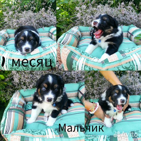 Щенки аусси