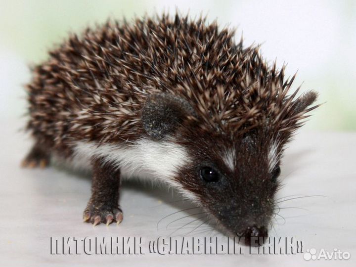 Африканские ежики, шикарные черныши