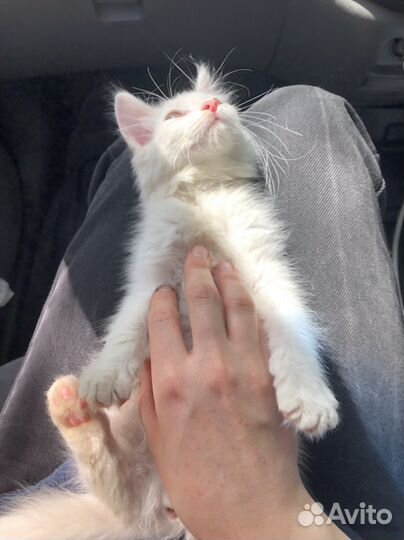 Отдам в добрые руки белоснежную кошечку