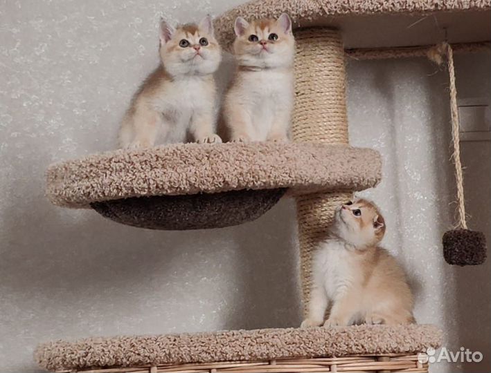 Шотландские котята
