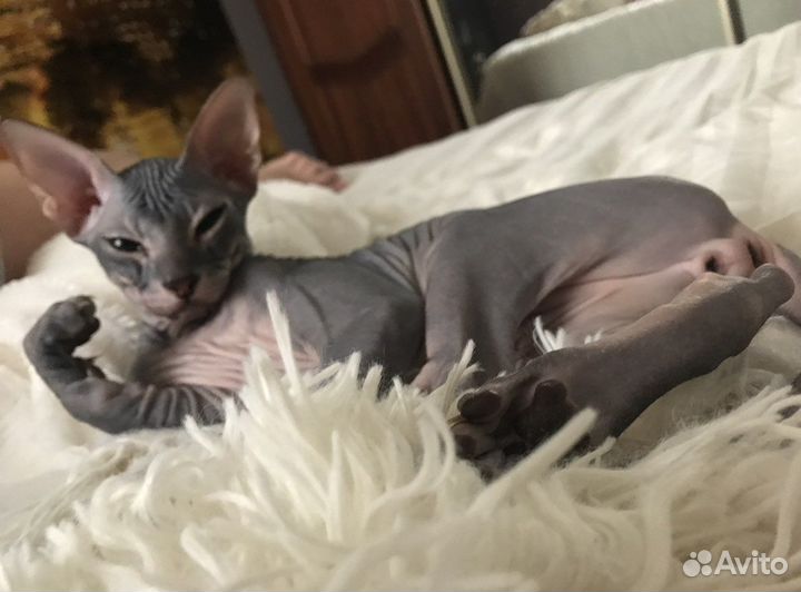 Донской сфинкс,вязка