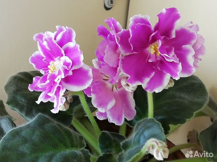 Комнатные цветы