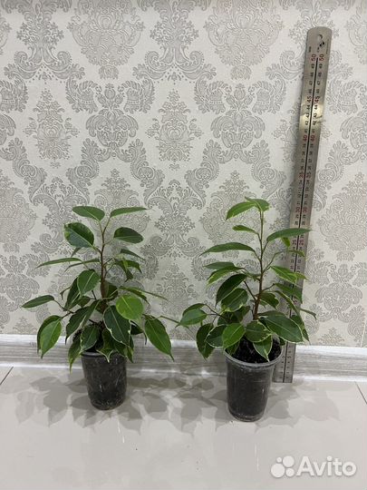 Фикус бенджамина бафт