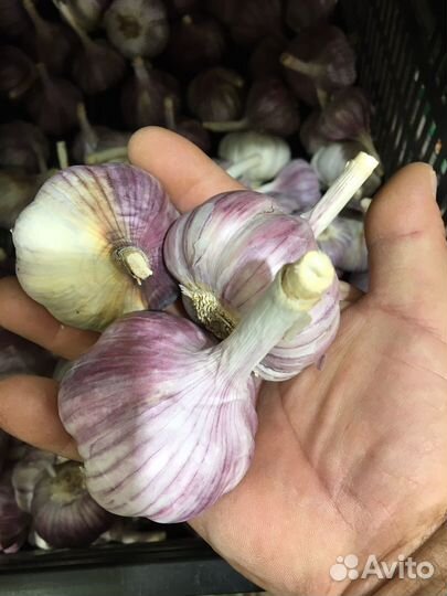Чеснок озимый Агат