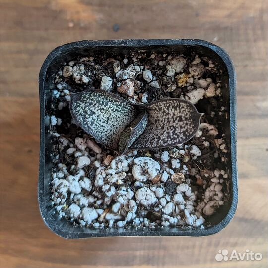 Гастерия Батеса