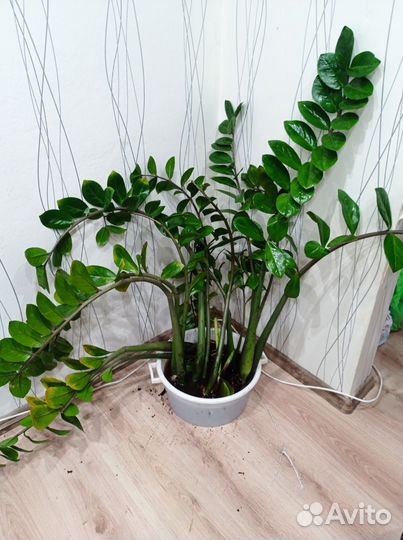 Замиокулькас долларовое дерево