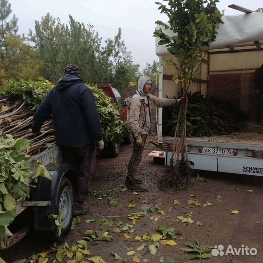 Саженцы Грецкого ореха