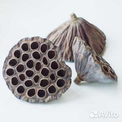 Лотос сухоцвет (1 цветок)