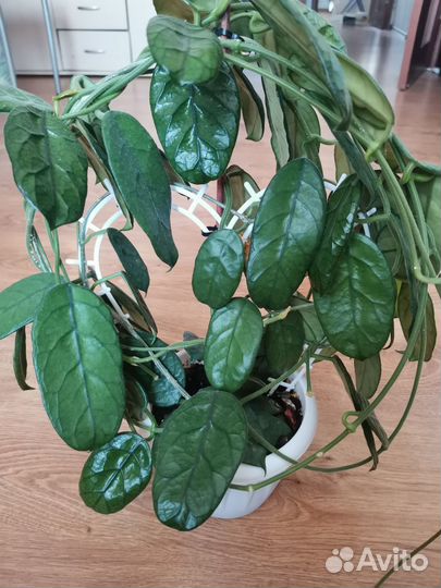 Хойя Villosa Cao Dang Vietnam