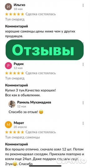 Туя смарагд
