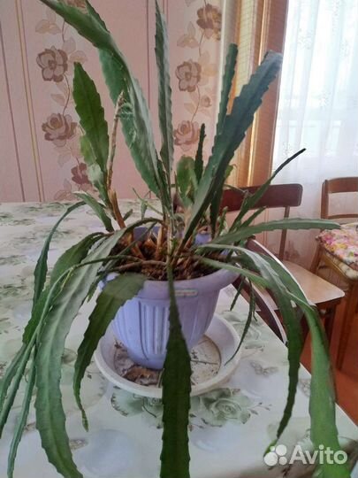 Рипсадопсис