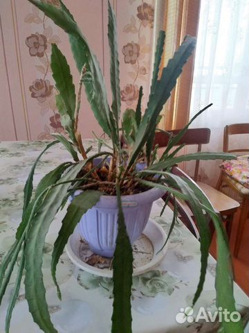 Рипсадопсис