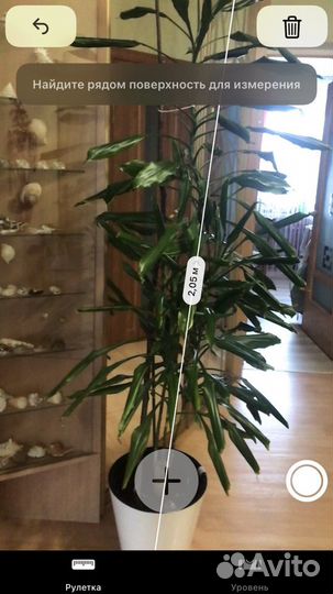 Комнатные цветы пальма Драцена в новом грунте