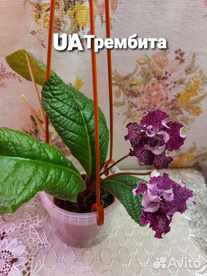 Стрептокарпусы (часть 2)