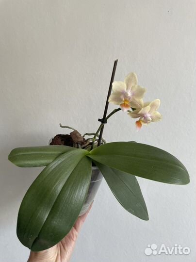 Орхидея; дисхидия