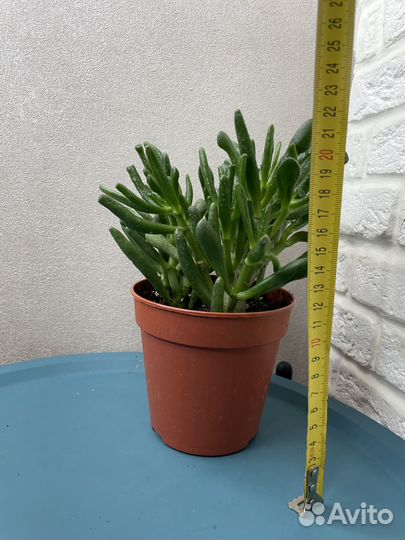 Кактусы и суккуленты комнатные растения