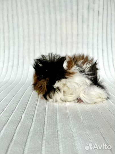 Морские свинки