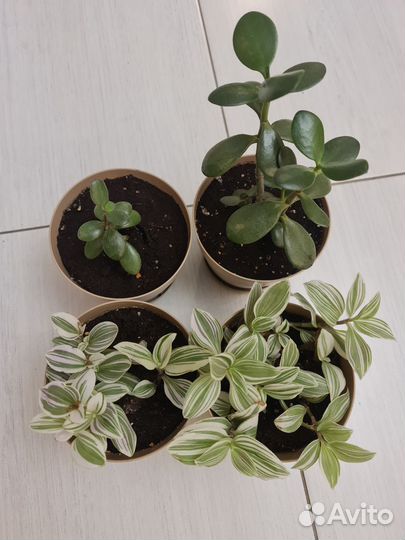 Цветы домашние в горшках