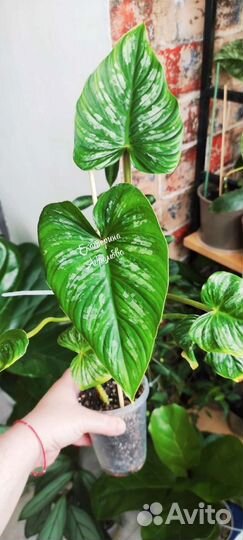 Филодендрон Мамей