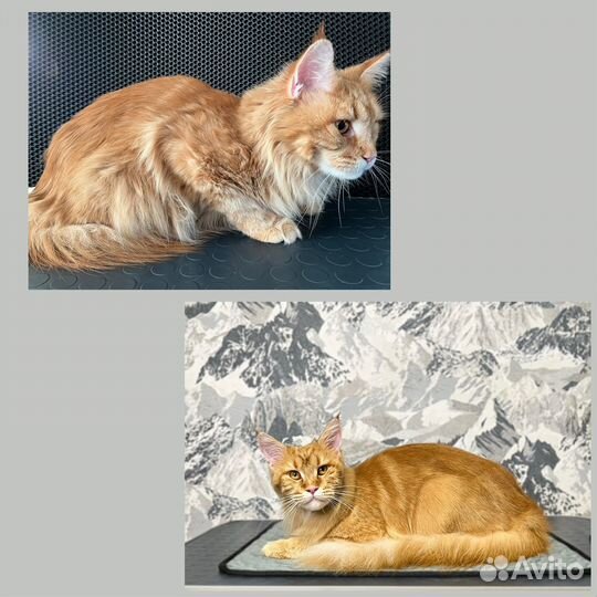 Груминг, стрижка собак и экспресс-линька кошек