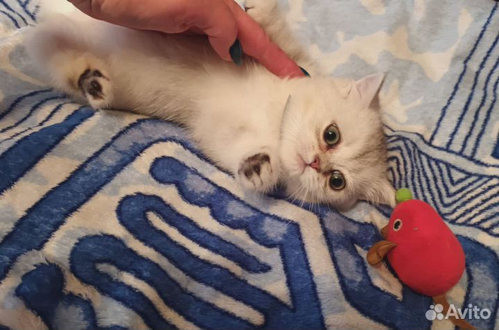 Шотландская