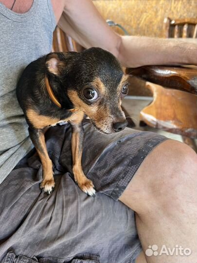 Русский Той