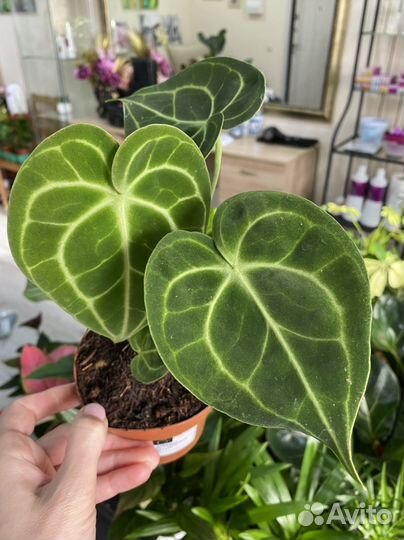 Комнатные цветы