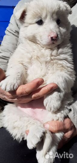 Белый щенок