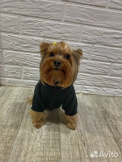 Йоркширский терьер вязка