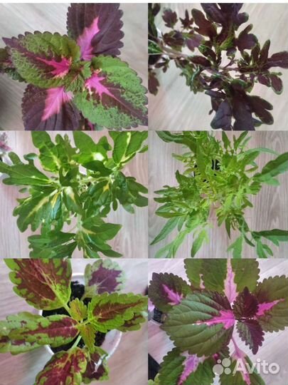 Колеусы для дома и сада