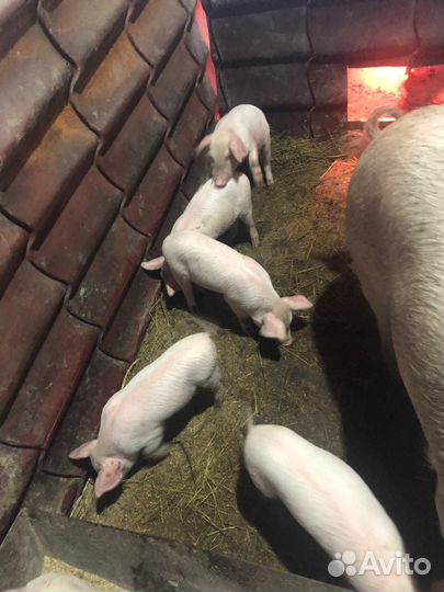 Поросята ландрас. Продам.возраст 1,5-2 месяц