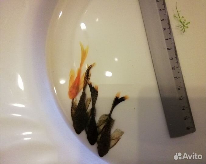 Сом вуалевый