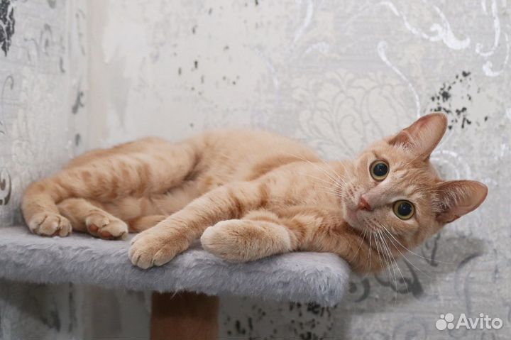 Коты в добрые руки