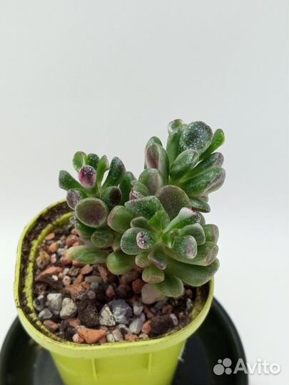 Крассула Голлум Вариегатный