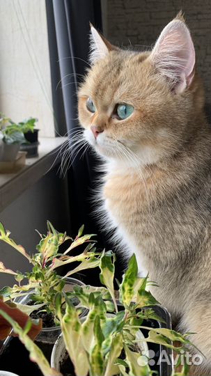 Шотланский котенок