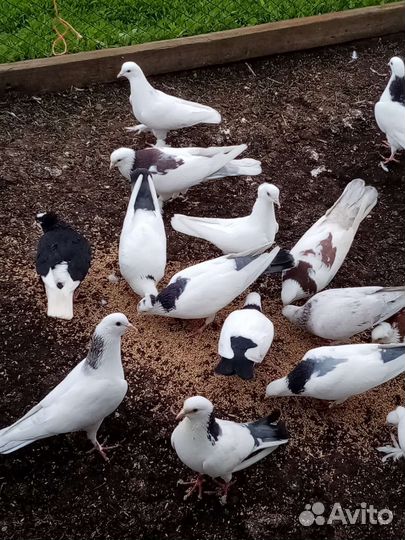 Бакинские голуби