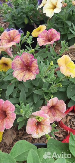 Петуния ампельная