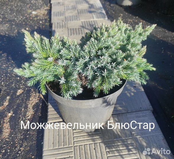 Можжевельник