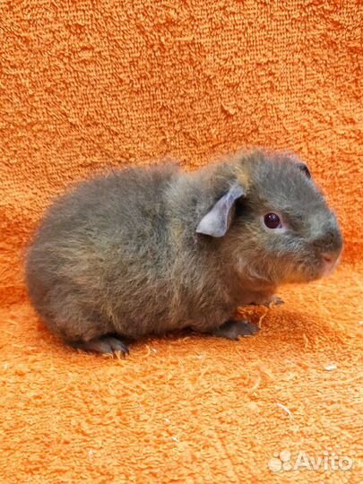 Морская свинка