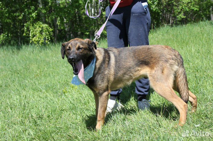 Молодой пёс будет отличным компаньоном