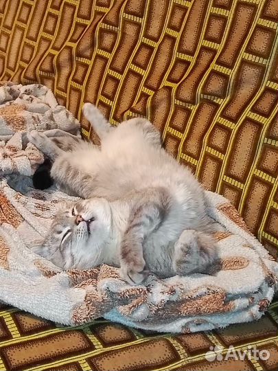 Кошка в дар бесплатно