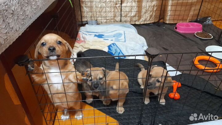 Щенки помесь Таксы-Той и Джек Рассел