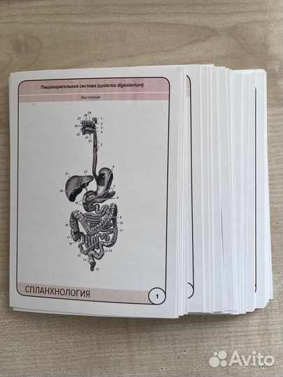 Карточки по Анатомии