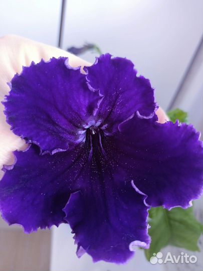 Стрептокарпусы почтой