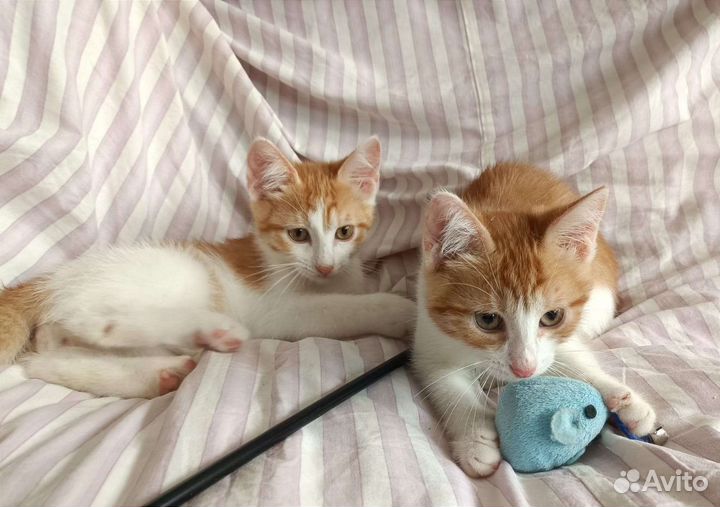 Котята в добрые руки - Двое из ларца)