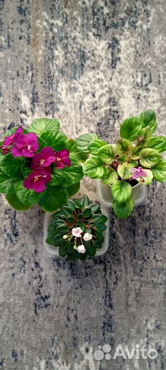 Набор фиалок