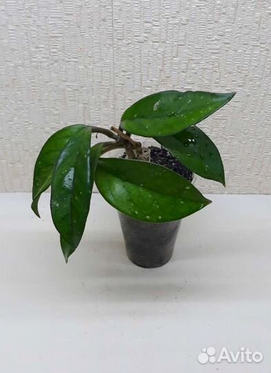 Хойя Карноза