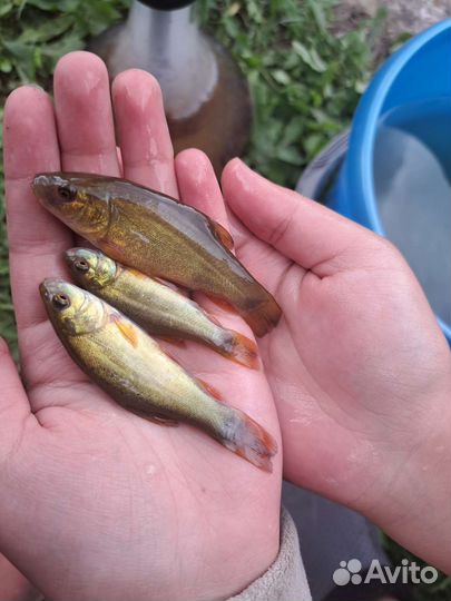 Рыба для пруда