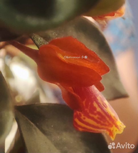 Нематантус (Гипоцирта)