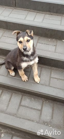 Щенок в добрые руки